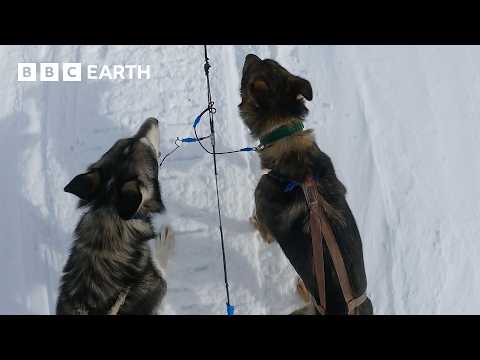 Pack of Sled Dogs Attempt to Flee | Snow Dogs: Into the Wild | BBC Earth