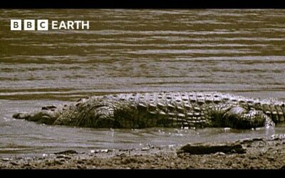 Crocodiles vs Wildebeest | Natural World: The Crossing | BBC Earth