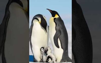 Family time ❤️ #Penguins #Antarctic #Survival #Shorts #Animals