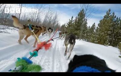 Learning to Command Sled Dogs | Snow Dogs: Into the Wild | BBC Earth