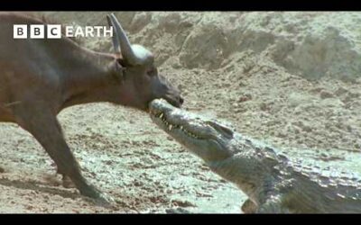 1 Hour of the Greatest Fights in the Animal Kingdom | BBC Earth