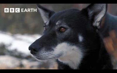 Learning the Art of Dog Sledding | Snow Dogs: Into the Wild | BBC Earth