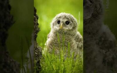 A fluffy explorer 🩶 #Shorts #Animals #Owl #Wildlife