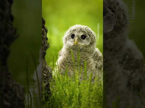 A fluffy explorer 🩶 #Shorts #Animals #Owl #Wildlife