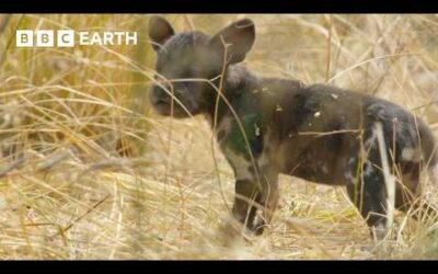 Disaster Strikes as Wild Dog Den Collapses Trapping Pups | Kingdom | BBC Earth