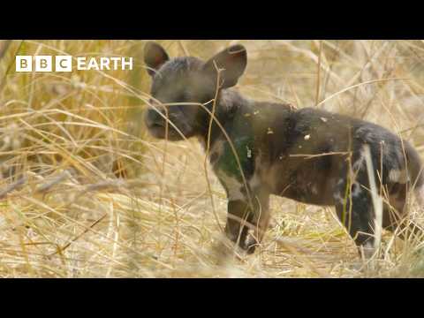 Disaster Strikes as Wild Dog Den Collapses Trapping Pups | Kingdom | BBC Earth