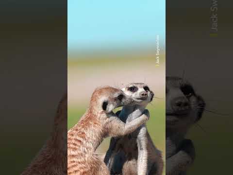 These highly social animals can recognise each other by their calls, just like humans do! ❤️ #Shorts