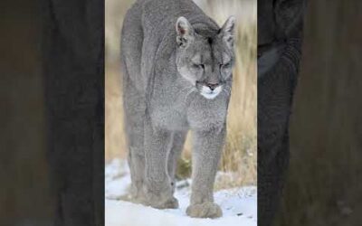 Pumas are officially the mammal with the most names, over 40 across different regions! #Shorts #Puma