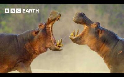 Behind the Scenes: Challenges of Wildlife Filming Across Dry and Wet Seasons | Kingdom | BBC Earth