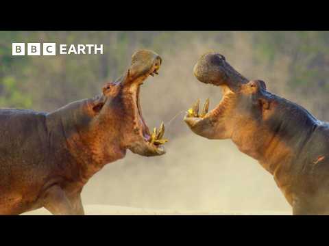 Behind the Scenes: Challenges of Wildlife Filming Across Dry and Wet Seasons | Kingdom | BBC Earth