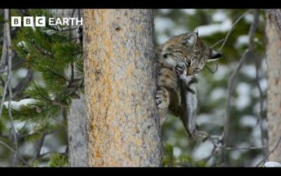 1 Hour of Amazing Animal Moments Narrated by David Attenborough | BBC Earth