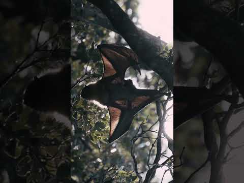 Nature’s original Halloween icon 🦇 #Shorts #Halloween #Bat