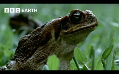 1 Hour of Magnificent Moments Narrated by Sir David Attenborough | BBC Earth