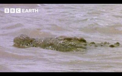 Crocodiles vs Gazelles | Natural World: The Crossing | BBC Earth