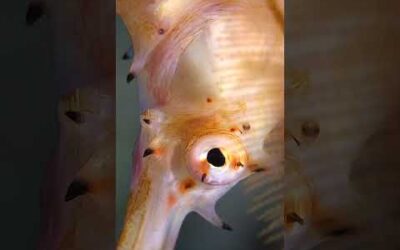 A spiny seahorse 💛 #SpinySeahorse #OceanFish #IndoPacific #Shorts