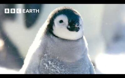 3 Hours of Extraordinary Animal Moments | BBC Earth