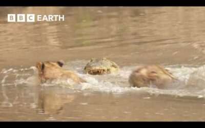 Lion Cubs Cross Croc-Infested Waters | Kingdom | BBC Earth
