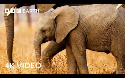 Conflict Between Elephants and Village Farmers | 4K UHD | Kingdom | BBC Earth