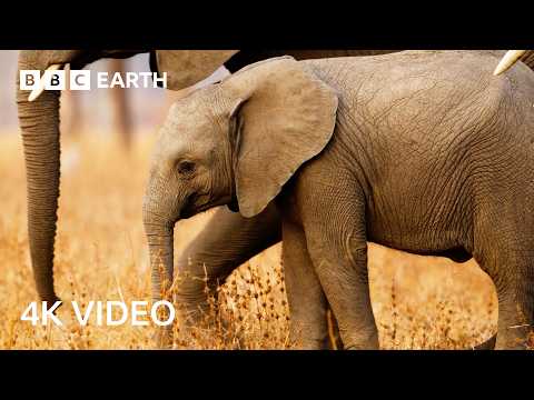 Conflict Between Elephants and Village Farmers | 4K UHD | Kingdom | BBC Earth