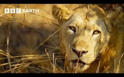 Saving a Lion from a Deadly Snare | 4K UHD | Kingdom | BBC Earth
