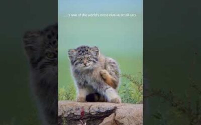 Pallas’s cats are distant relatives of leopards 🩶 #Shorts #Animals