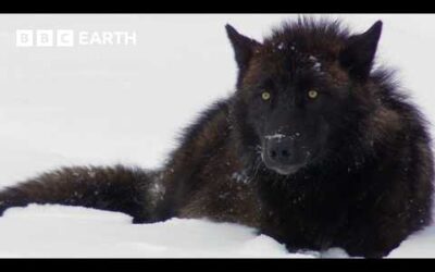 The Remarkable Wildlife of Yellowstone | BBC Earth