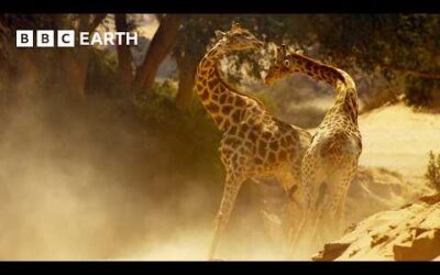 Brutal Giraffe Showdown | Narrated by David Attenborough | Africa | BBC Earth