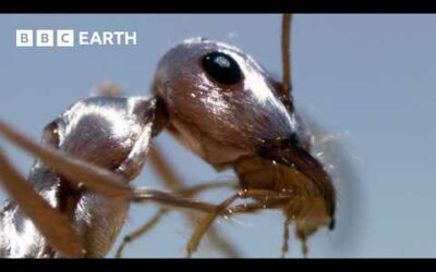 Ants Tolerate Heat That Could Kill Land Animals | Narrated by David Attenborough | BBC Earth