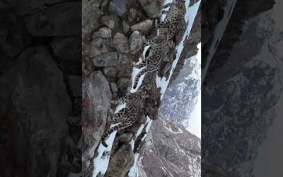 Hidden in plain sight 👀 #Shorts #Animals #Wildlife