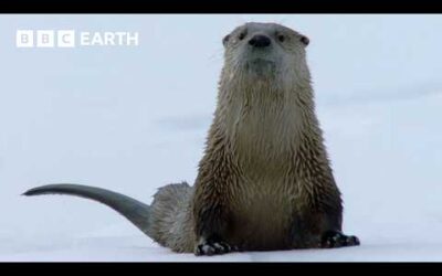 30 Minutes of Dramatic Yellowstone Moments | BBC Earth