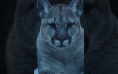 A closer look at this solitary cat 🐾 #Shorts #Animals #Wildlife