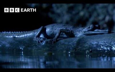 The Incredible Wildlife of India | BBC Earth