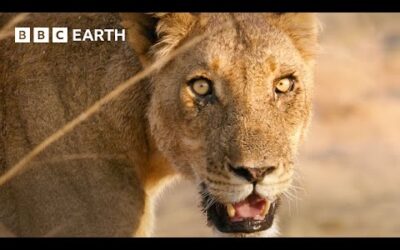 🔴 LIVE: Amazing Animals of Africa | BBC Earth