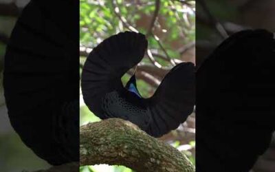 Love language, bird edition 🪶 #Shorts #Animals