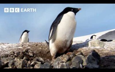 The Longest Penguin Migration on Earth | Penguins: Meet the Family | BBC Earth
