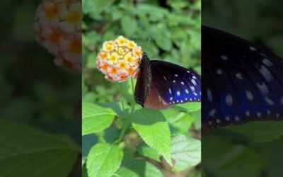 Tiny scroll break to appreciate nature’s beauty 🦋 #Shorts #Wildlife