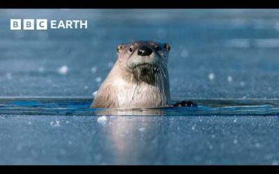 1 Hour of Yellowstone’s Breathtaking Beauty | BBC Earth