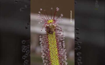 Did you know that the Cape sundew is a carnivorous plant that feeds on insects? 🌿 #Shorts #Nature