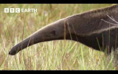 Tracking the Elusive Giant Anteater in Guyana | BBC Earth