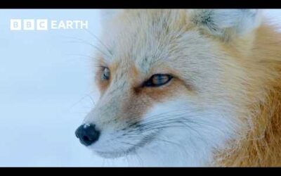 🔴 LIVE: Dramatic Yellowstone Moments | BBC Earth