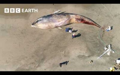 Why Did This Whale Turn up Dead in San Francisco? | BBC Earth