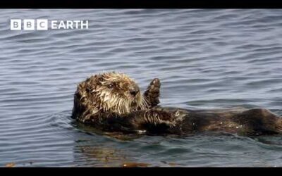How Do Otters Insulate Themselves? | BBC Earth