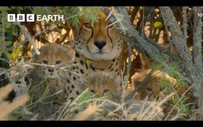The World’s Stealthiest Predators | Snow Leopards & Cheetahs | BBC Earth