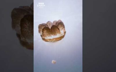 Underwater therapy 🪼 💙 #Shorts #Sea