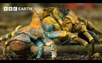 Incredible Moments from Nature – Narrated by David Attenborough | BBC Earth