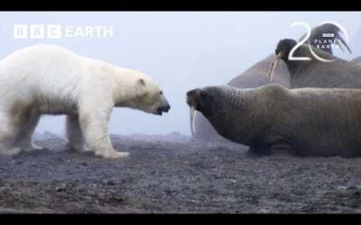 Polar Bear Takes on Walrus Herd | 20 Years of Planet Earth | BBC Earth
