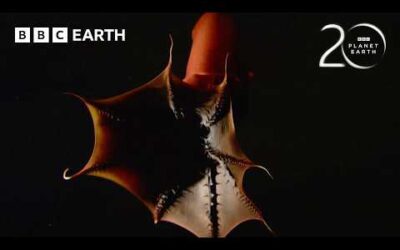 10 Extraordinary Animal Behaviours Captured on Camera for the First Time | BBC Earth