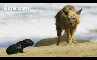 Africa’s Most Intense Battles for Survival | BBC Earth