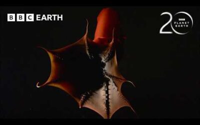 The Vampire Squid From Hell | 20 Years of Planet Earth | BBC Earth