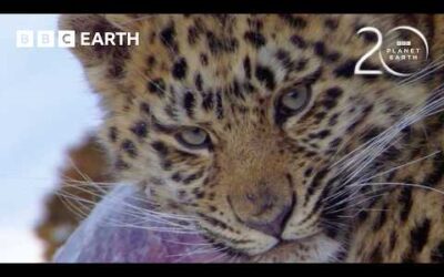 1 Hour of Iconic Planet Earth Moments | 20 Years of Planet Earth | BBC Earth